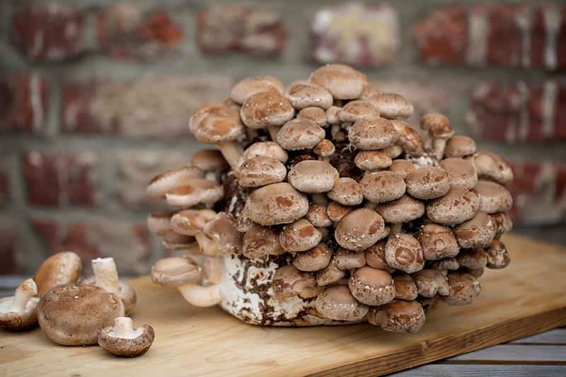  "Shitake" mushrooms grown with beer, a possible project in Brussels
